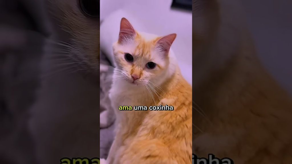 BATALHA DE RAP GATOXINHA VS GATOQUIBE já disponível ♥️ #gatoxinha #gatos #humor