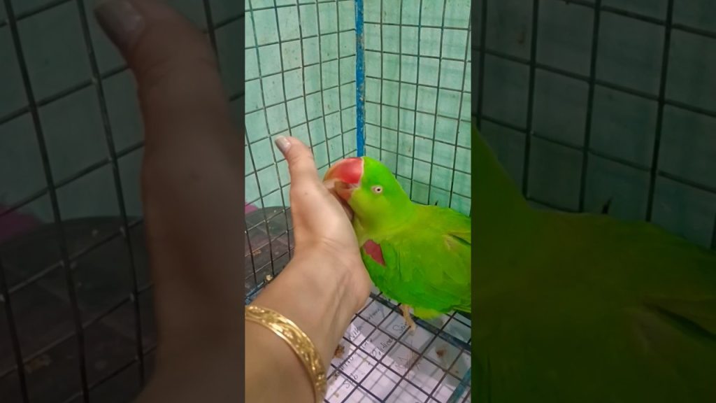 cute parrot voice😱🥰😅#viralshorts video #funny parrot video #entertainment video