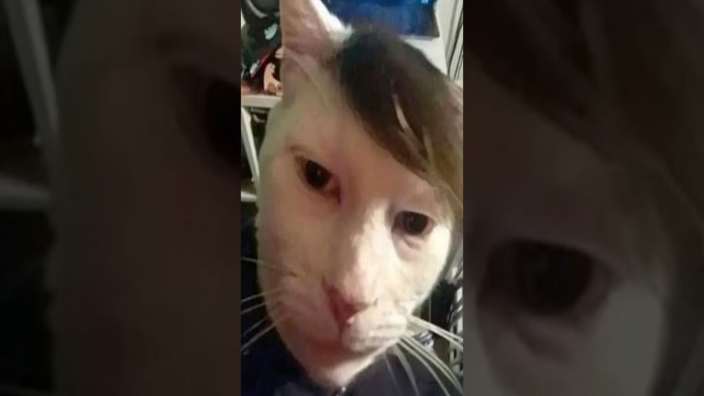 Fake VS Real – cat haircut #memes #humor #funny #comedy #random