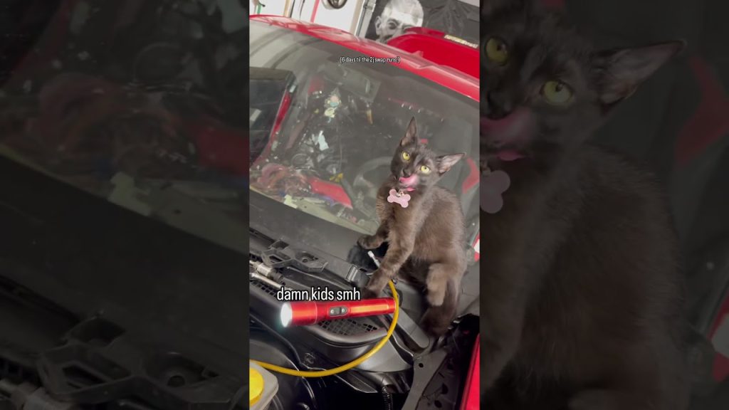 her name is porche :)        #2jz #car #automobile #automotive #cat #kitten