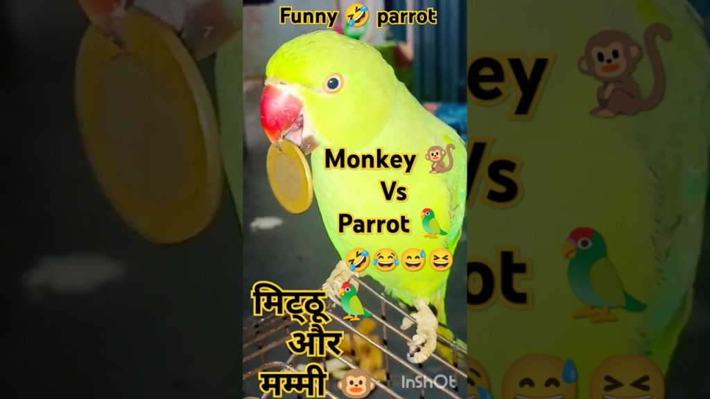 #bolnewalaparrot#talkingparrot#parrotspeak#parrotvideo#funny#entertainment#birds#mummy#parrot#monkey