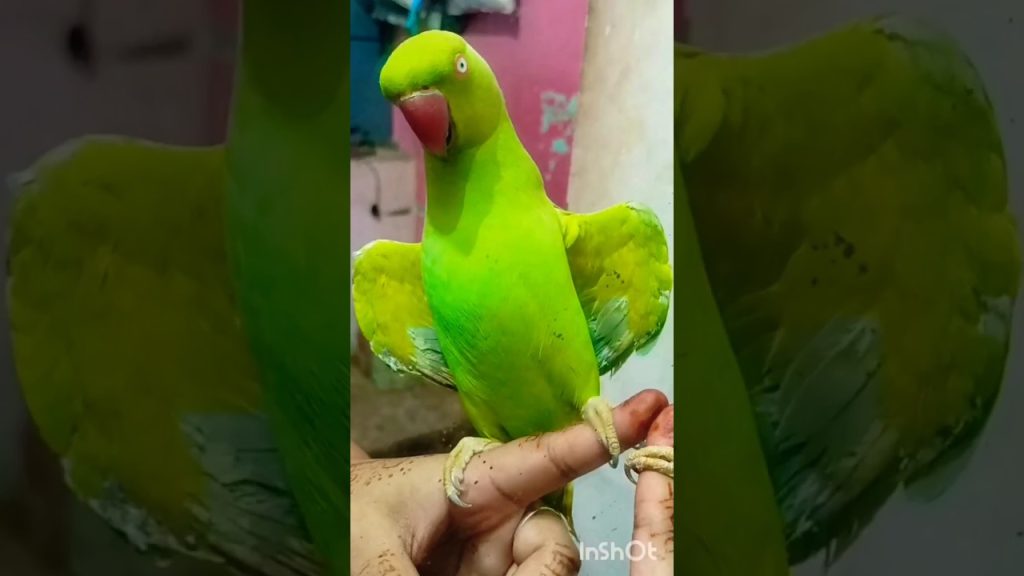 #bolnewalaparrot#talkingparrot#parrotspeak#parrotvideo#funny#entertainment#birds#mummy#parrot#monkey