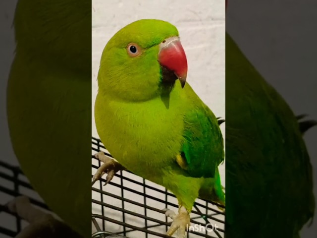 #bolnewalaparrot#talkingparrot#parrotspeak#parrotvideo#funny#entertainment#birds#mummy#parrot#monkey