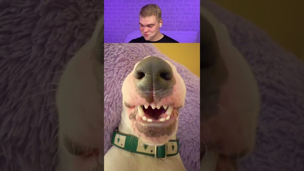 Try Not To Laugh š 625 #funny #viralvideo #shorts