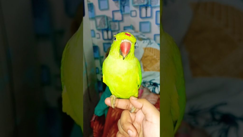 #mummy Ek Gilas Pani De Do🤣😂#funny#parrot#funnyvideo#entertainment#monkey#viral#comedy#youtubeshorts