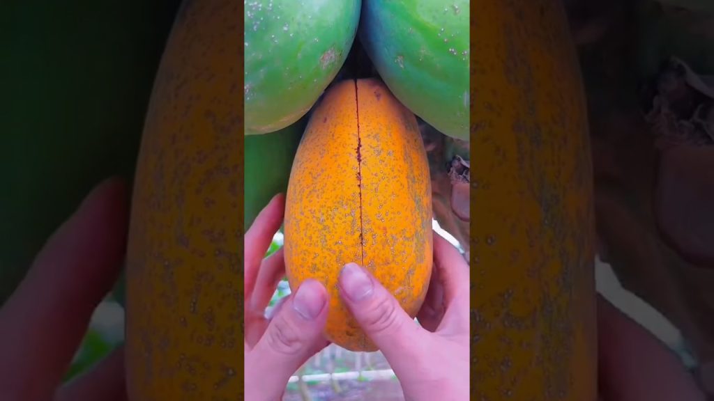 Papaya seeds stop parasites #health #healthtips #shorts #explore #healthyfood #facts #food #ytshorts