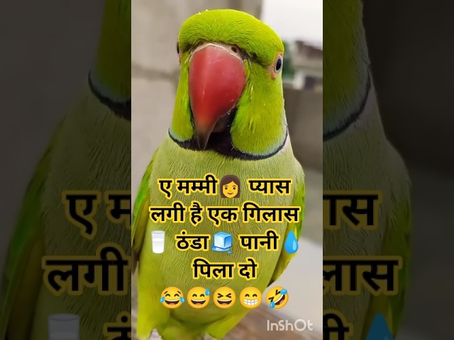 #bolnewalaparrot#talkingparrot#parrotspeak#parrotvideo#funny#entertainment#birds#mummy#parrot#monkey