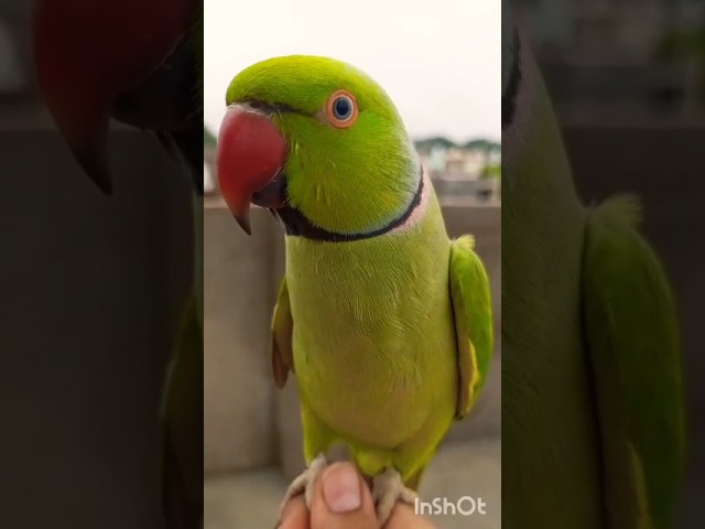 #bolnewalaparrot#talkingparrot#parrotspeak#parrotvideo#funny#entertainment#birds#mummy#parrot#monkey