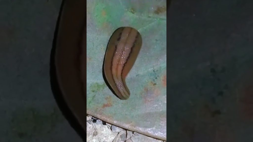 Leech #joke video#viral #cute #animal #youtube #reels #funnyvideo #shortvideo