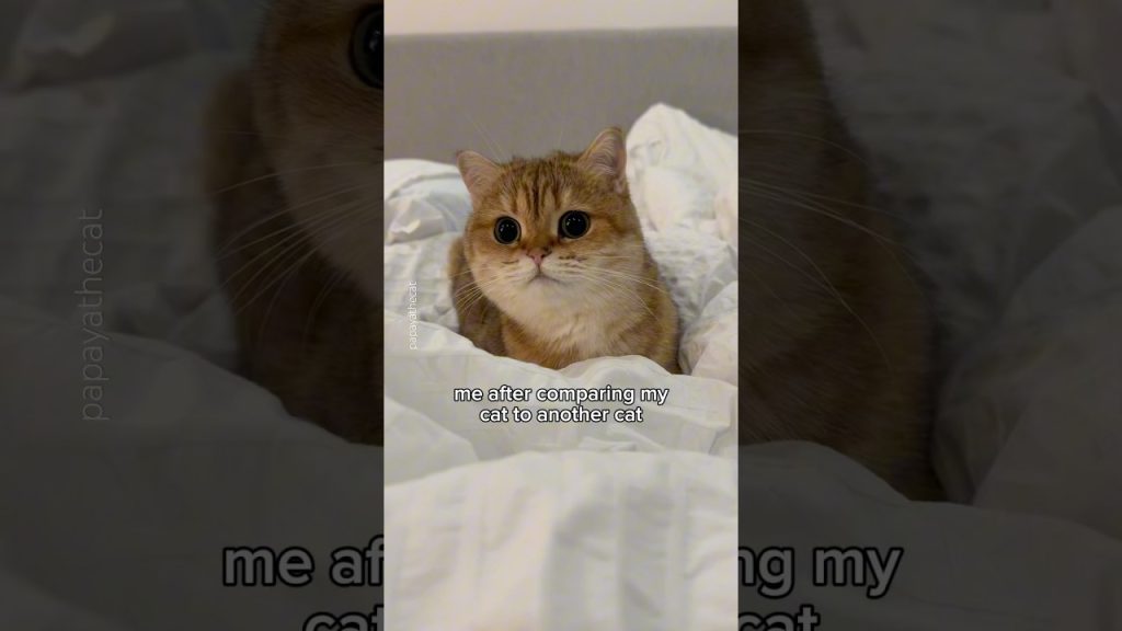 jokes on me 😭😂 #cat