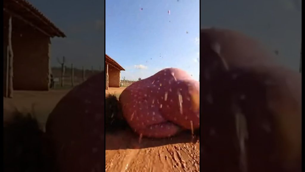 sai fora titia / vem ca meu sobrinho #bebe #bebêengraçado #bebesfalando #bebesfalante #humor