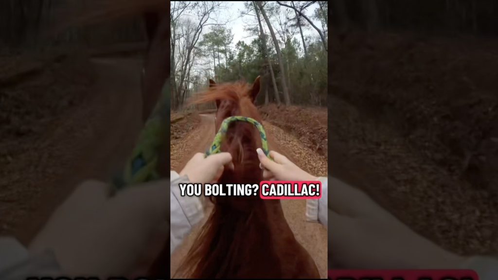Wild Moment😅 #amazing #horse #equestrian #horseriding #viralshorts #fyp #funny #foryou ctto:karwis