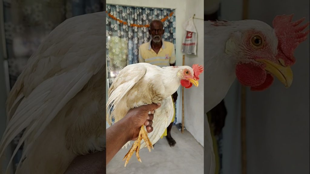 ✨Testy Chicken🐔Curry Recipe|💖#shorts #tiktok #food #recipe