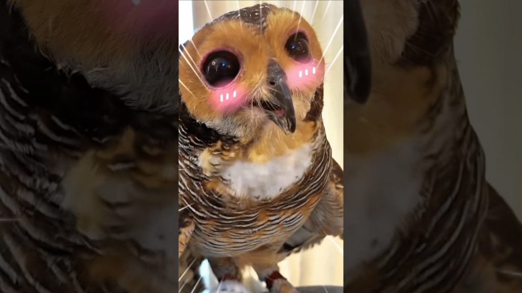 Yay!🥳😆 Bibib Manicure!❤️💅 #funny #cuteanimals #cute #owl #pets #cat #funnyanimals