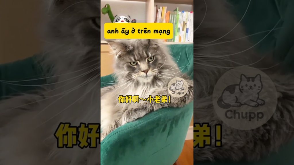 Hàng sọp pe và hàng nhận được😆 #funny #entertainment #cat #pets