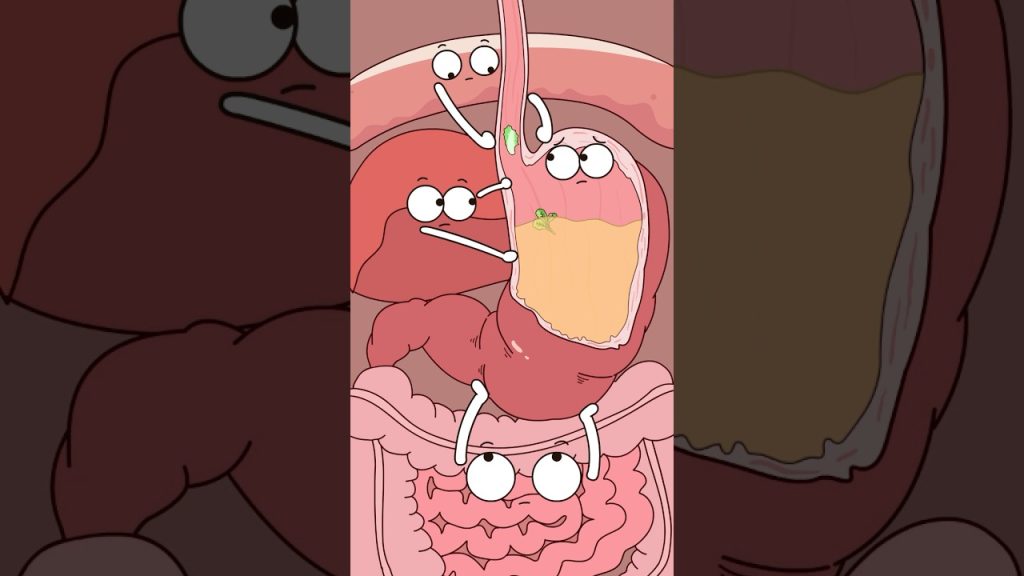 Why does weight loss easily lead to gastroptosis?#animation #funny #shorts #health #trending