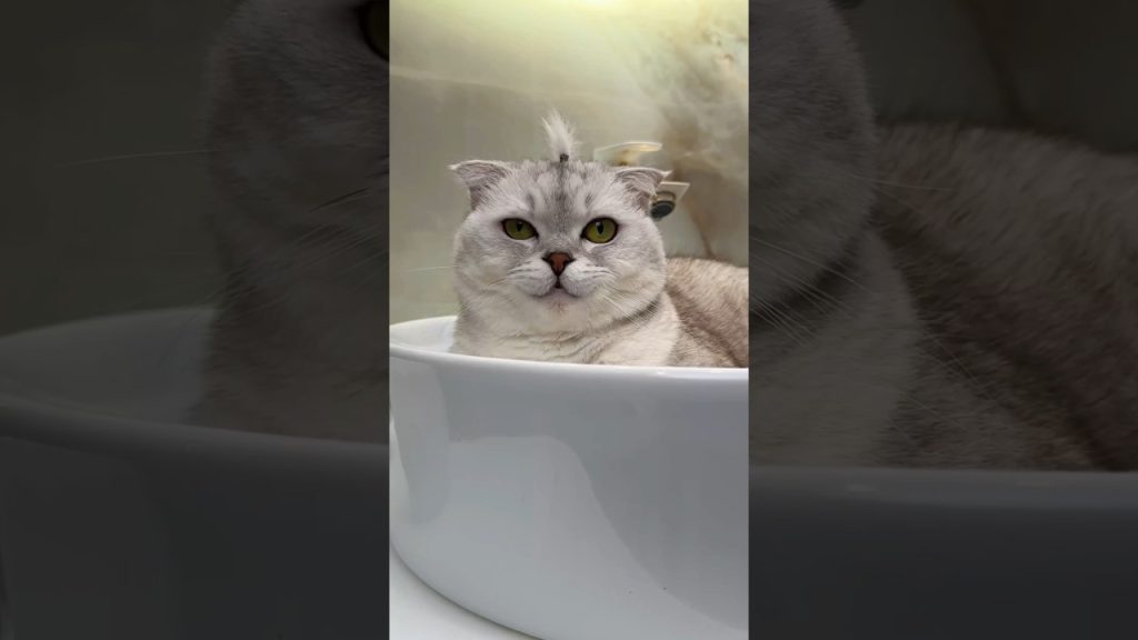 I won’t joke with Sonya anymore🥲 #cat #cats