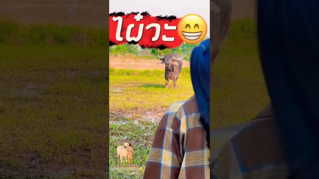 Wow, my son 😂 ไผ่ลูกชายเจ้า 😂 #funny #comedy #animal #buffalo #farming #happy