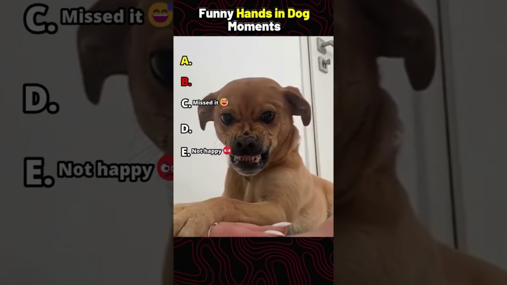 Funny Hands In Dog Moments #shorts #ranking #funny