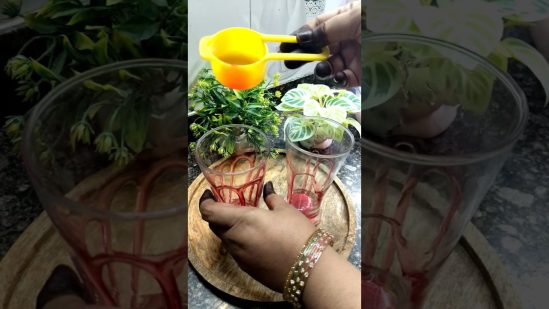 Summer Drink 🍷#shorts #trending #food #recipe #viral #shortvideo #youtubeshorts
