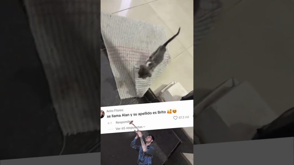 El gatito viene a saludar #humor