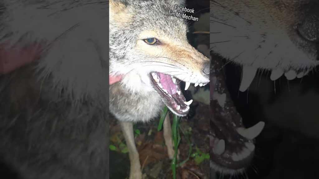 WEAVES NEW DEN!❤️ ##weavethecoyote #wildlife #cute #animals #pets #pet #home #love #friends #nature