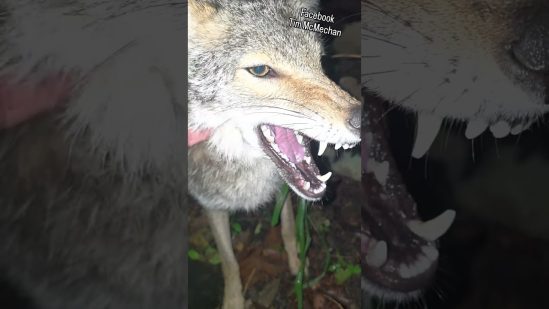 WEAVES NEW DEN!❤️ ##weavethecoyote #wildlife #cute #animals #pets #pet #home #love #friends #nature