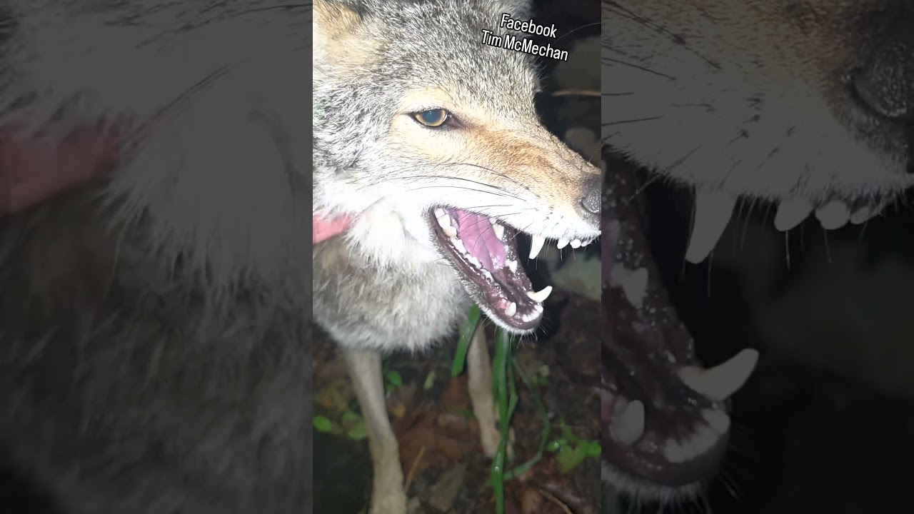 WEAVES NEW DEN!❤️ ##weavethecoyote #wildlife #cute #animals #pets #pet #home #love #friends #nature