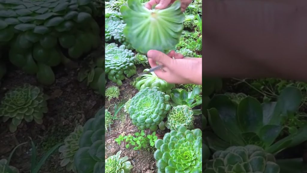 #agricultural #agriculture #farming #farmlife #agricoltura #technology #farm #food #diy #garden