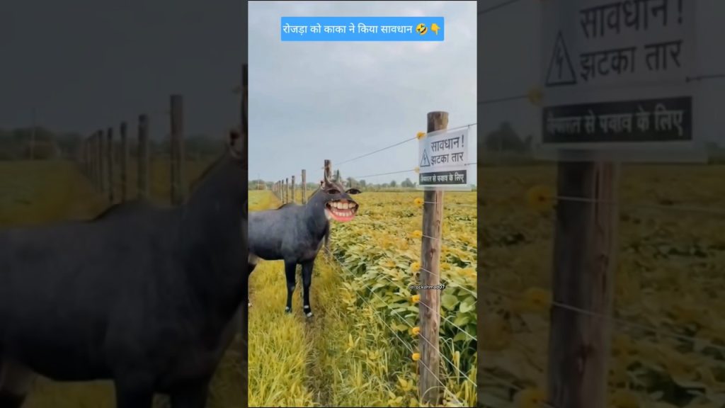 रोजड़ा हुआ सावधान 🤣👇 #rockahmad07 #funny #cow #comedy #trending #shorts