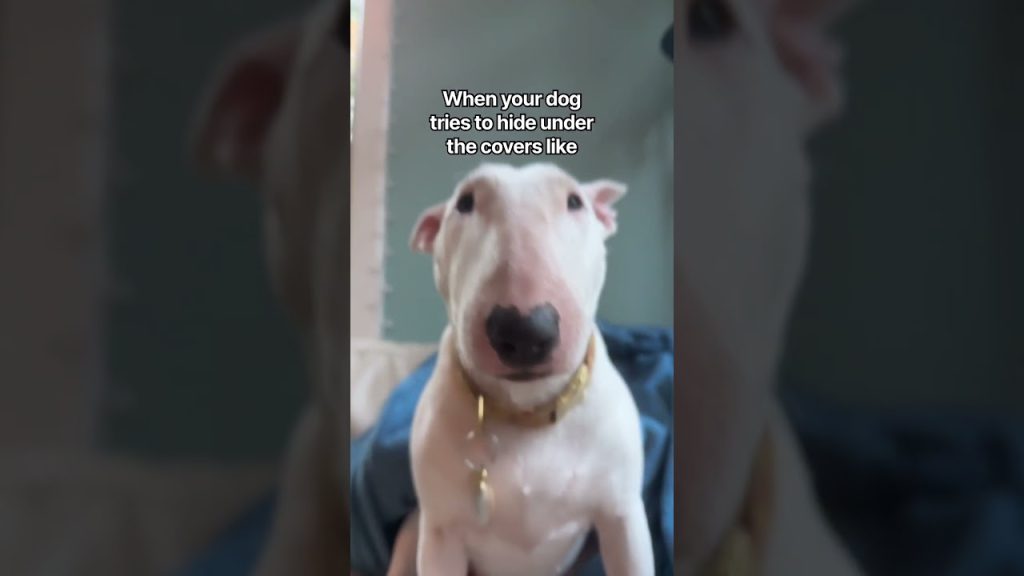 Nice try Pookie 😈 #dogs #englishbullterrier #memes #funny #comedy