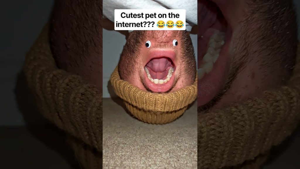 This is too funny.. #hilarious #cute #funny #humour #funnyvideos #funniestvideo #comedy #pet #shorts